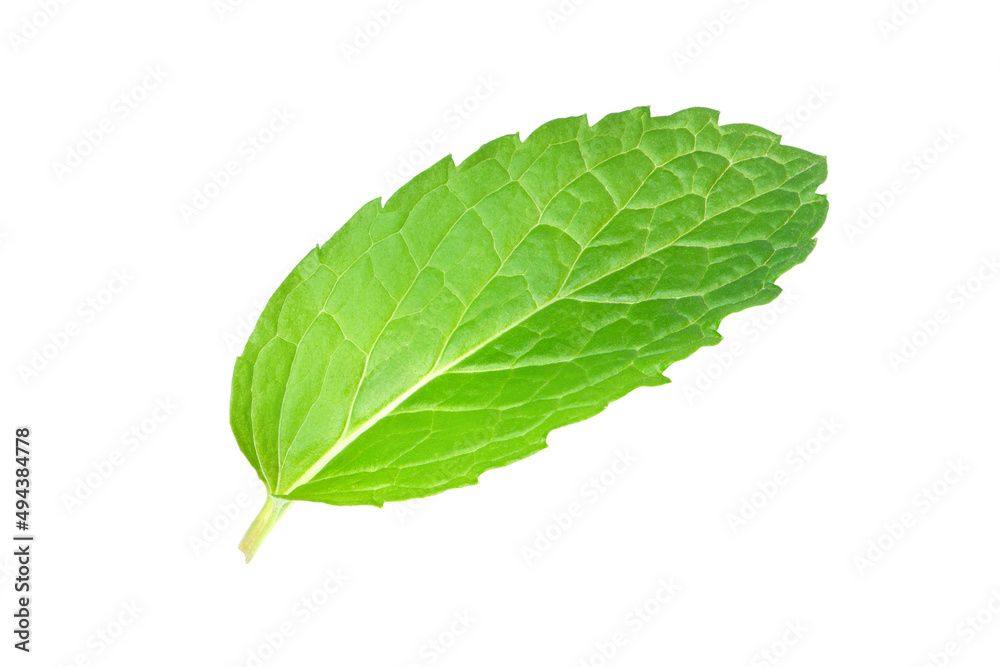 Mint leaf (Peppermint) isolated on white background. Mint leaf (Peppermint) isolated on white background.