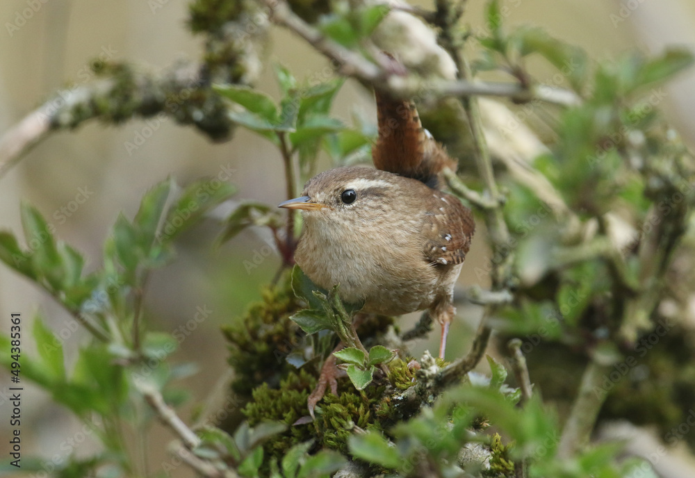 A beautiful Wren, Troglodytes troglodytes, perched on a branch of a tree in springtime. A beautiful Wren, Troglodytes troglodytes, perched on a branch of a tree in springtime.