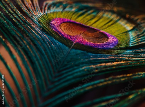 Canvas Print peacock feather close up