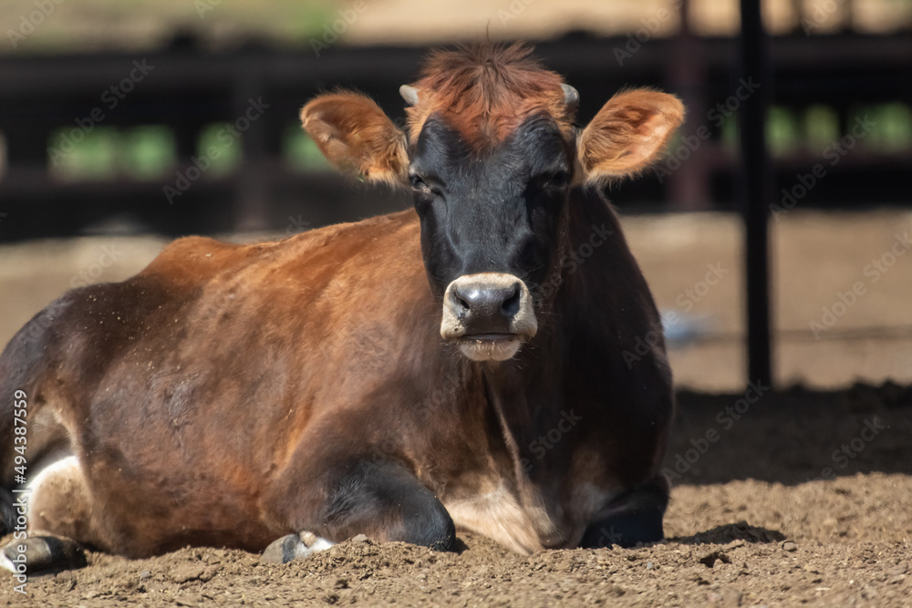 A cow laying down in its pen