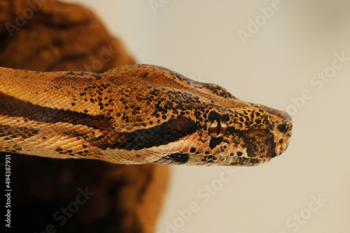 python snake or boa head in close up
