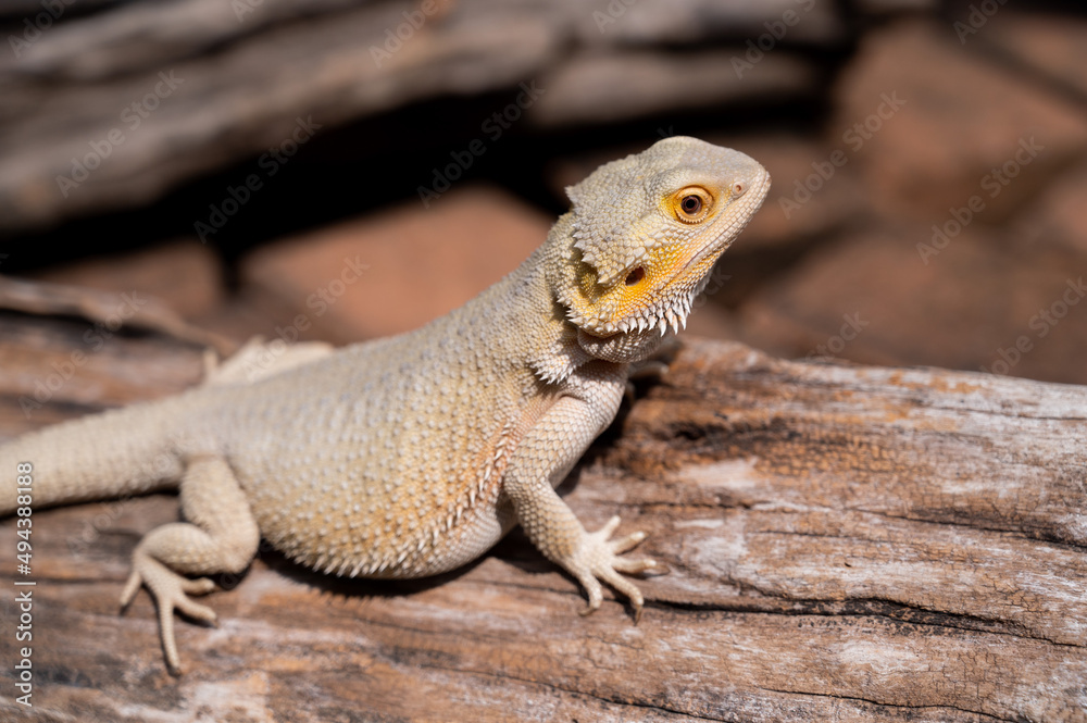 bearded dragon on ground with blur background bearded dragon on ground with blur background
