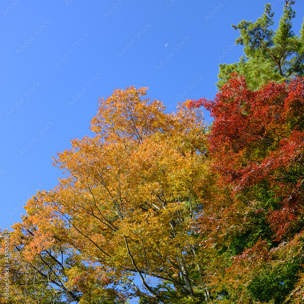 Beautiful of red, orange, green leaves tree, with clear blue sky background at autumn season in Japan. Beautiful red maple leaves, autumn leaf and green leaf. nature wallpaper background Beautiful of red, orange, green leaves tree, with clear blue sky background at autumn season in Japan. Beautiful red maple leaves, autumn leaf and green leaf. nature wallpaper background