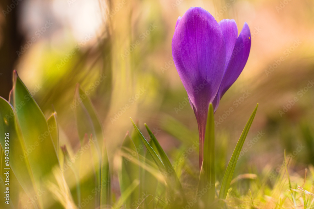 Violet spring crocus flower in the meadow. Violet spring crocus flower in the meadow.