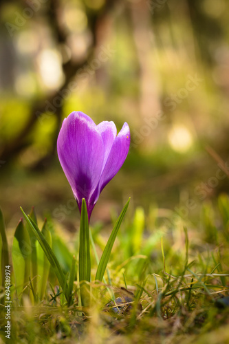 Violet spring crocus flower in the meadow.