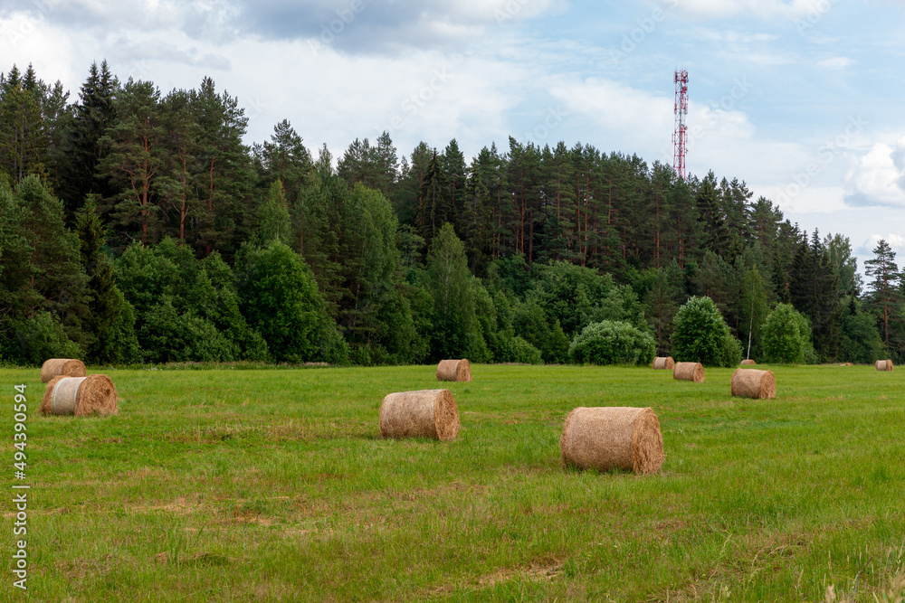 Bales of harvested hay on a green meadow with a forest in the background