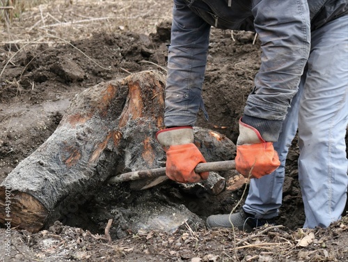 a man takes out a large stump from the ground with an iron crowbar, a gardener or forester uproots a sawn stump of an old tree from the soil with a lever, cleaning the soil from stumps and tree roots