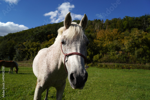 portrait of a horse © helfei