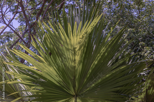 Beautiful background on Green sugar palm leaf in the morning sunlight. Nature light and shadows art on green palm leaves, Selective focus.