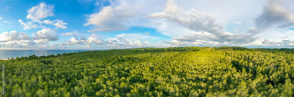 aerial view of mangrove forest at Sabah Borneo, Malaysia.