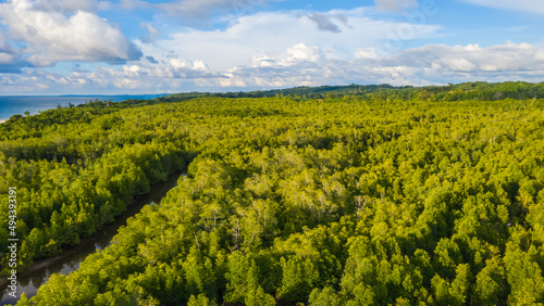 aerial view of mangrove forest at Sabah Borneo, Malaysia.