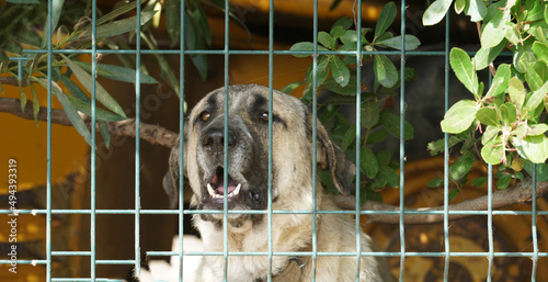 dog in cage © helfei