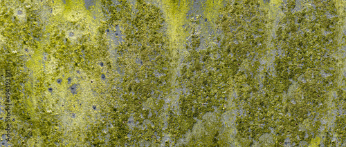 Obraz na plátně close up of a moss