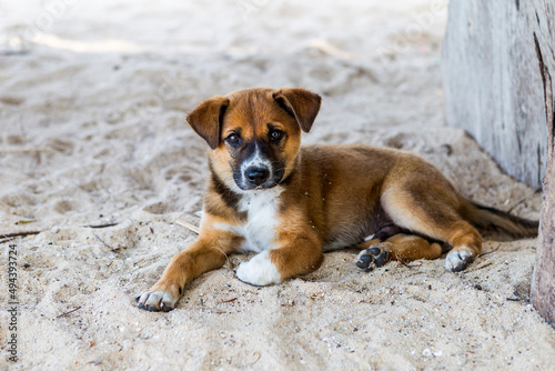 Cut brown puppy laying on the ground with cute looking, pet at the beach