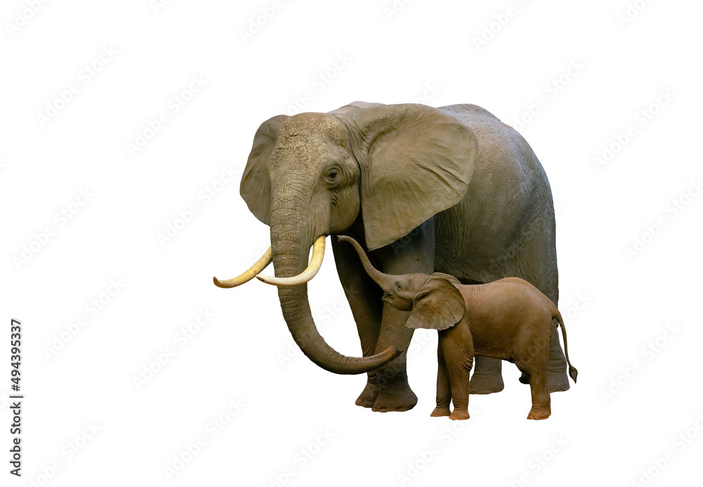 Female African elephant with her baby isolated on white background