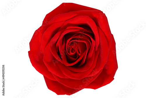 Fototapeta Naklejka Na Ścianę i Meble -  Red rose isolated on background