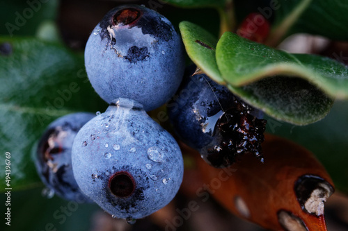 Background full of fresh ripe sweet blueberries covered with water drops. Summer berries