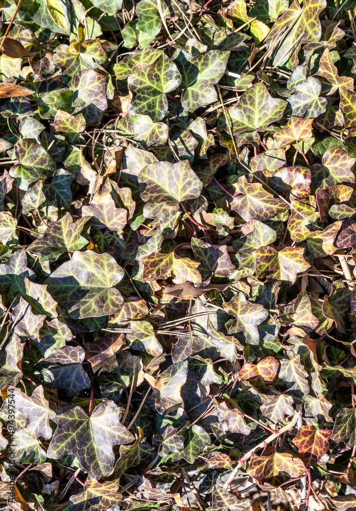Natural natural background. Living leaves, grass. Natural natural background. Living leaves, grass.