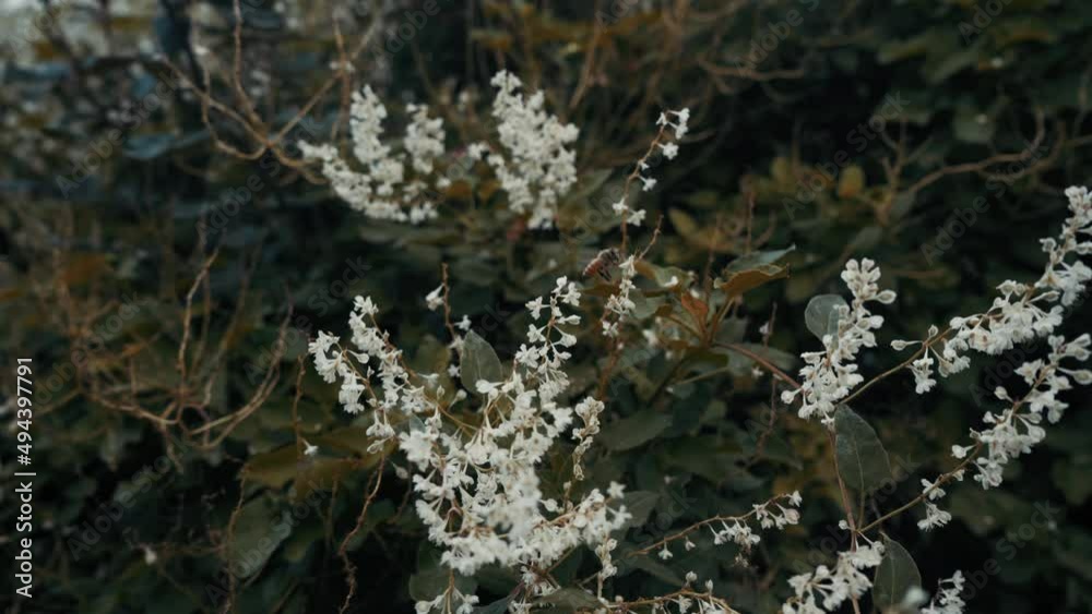 Bee in front of white flower. Pollination process assisted by a bee. Bees fly to Blossoming Tree. Bee in front of white flower. Pollination process assisted by a bee. Bees fly to Blossoming Tree.