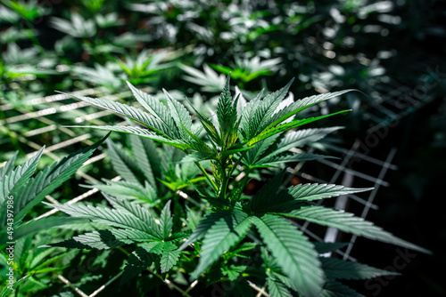Growing marijuana using the scrog method