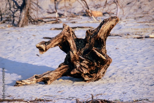 dead tree on the beach © Raibkashi