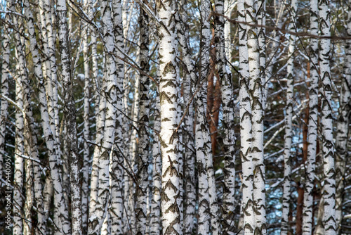 White birch trunks  winter nature.