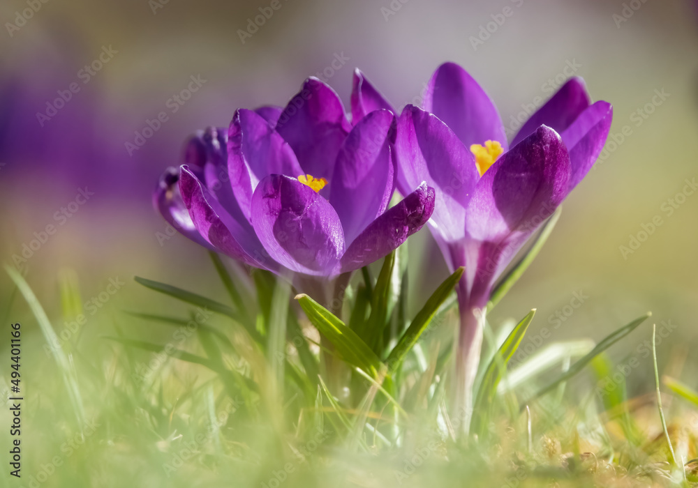 Krokusse im Sonnenschein Krokusse im Sonnenschein
