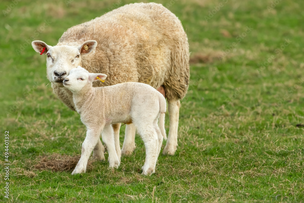 Mother's love, a tender moment between a ewe or female sheep and her newborn lamb in early Springtime. Yorkshire Dales, UK. Facing forward. Horizontal. Copy space. Mother's love, a tender moment between a ewe or female sheep and her newborn lamb in early Springtime. Yorkshire Dales, UK. Facing forward. Horizontal. Copy space.