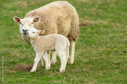 Mother's love, a tender moment between a ewe or female sheep and her newborn lamb in early Springtime.  Yorkshire Dales, UK. Facing forward.  Horizontal.  Copy space.