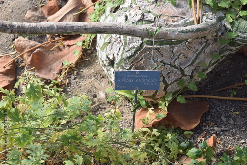 Unusual succulent plant (Bombax ellipticum)