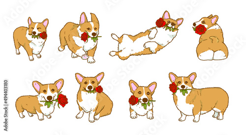 Cartoon corgi dog holding red rose flower in mouth, Lovely dog in love on valentines day gives gift illustration	