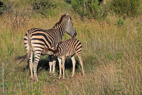 Baby zebra suckling