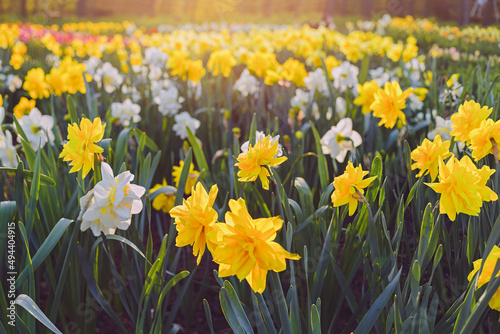 Fototapeta Naklejka Na Ścianę i Meble -  Field of Double Daffodils 