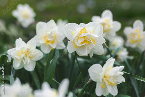 Daffodil Double White Lion