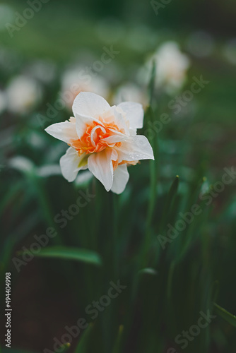 Double Daffodil Replete