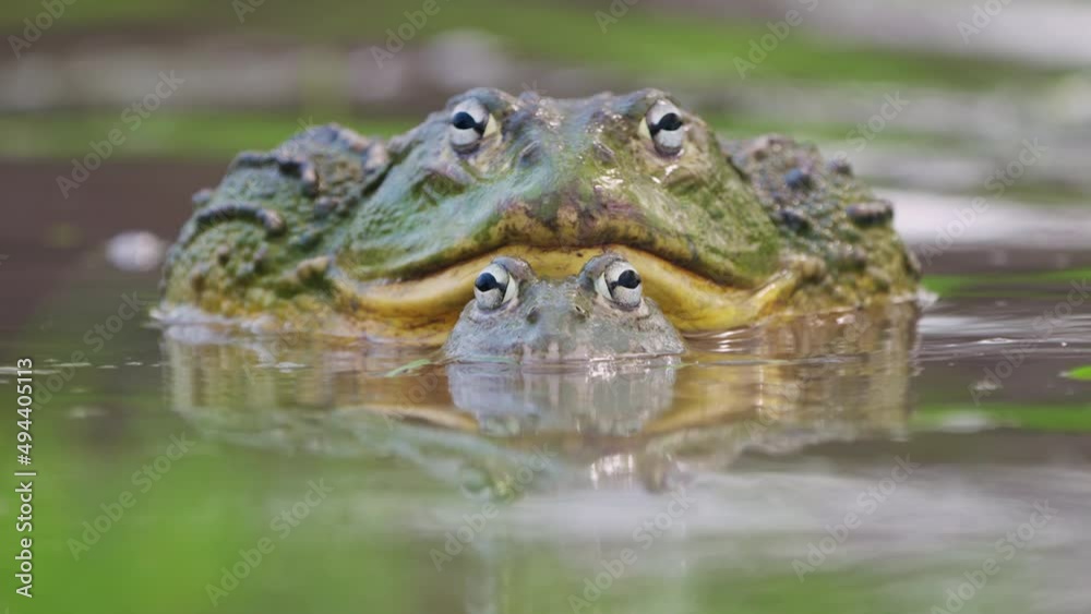 African Bullfrog Mating On Water Surface In Central Kalahari, Botswana. - Closeup African Bullfrog Mating On Water Surface In Central Kalahari, Botswana. - Closeup