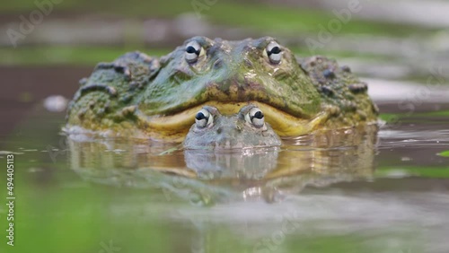 African Bullfrog Mating On Water Surface In Central Kalahari, Botswana. - Closeup photo