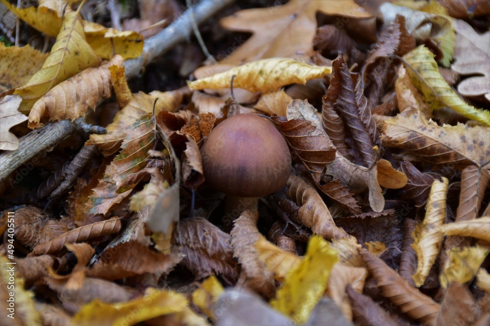 a small brown mushroom inside autumn leaves