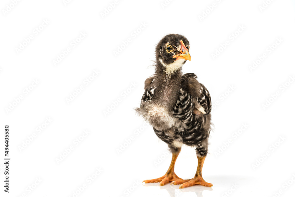 Obraz premium barred plymouth rock chicken isolated on white background.