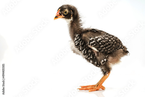 barred plymouth rock chicken isolated on white background.