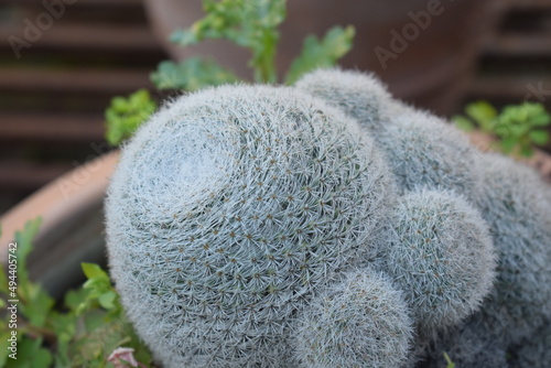 Potted succulent plant Mammillaria centraliplumosa photo