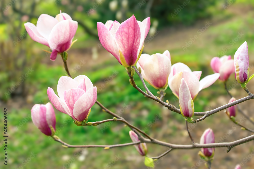 Blooming pink magnolia flowers. Branch of magnolia tree Blooming pink magnolia flowers. Branch of magnolia tree