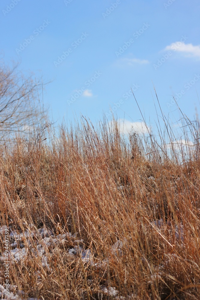 Fototapeta premium grass in the wind