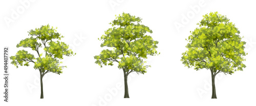 Vector of watercolor tree side view isolated on white background  for landscape and architecture layout drawing  elements for environment and garden