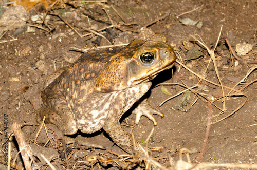 Giant toad, cane toad, Rhinella horribilis in the night photo