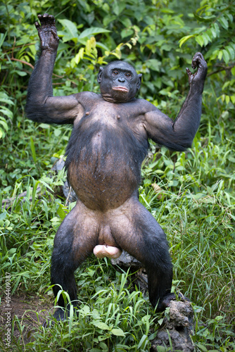 Fotografiet Vertical shot of a funny bonobo chimpanzee in the wilderness in Democratic Repub