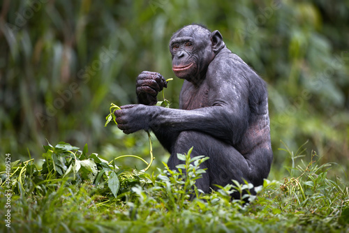 Fotografia Bonobo chimpanzee in the wilderness in Democratic Republic of the Congo
