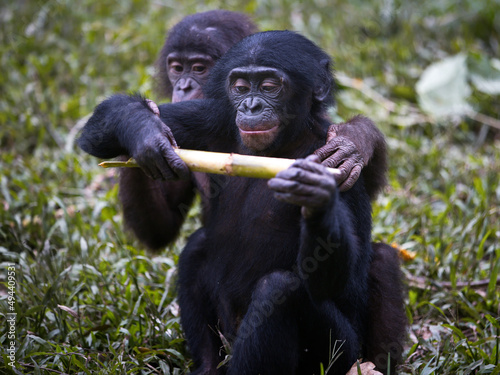 Pair of baby bonobo monkeys eating a stalk in the Democratic Republic of the Congo photo