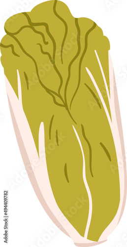 Chinese Сabbage Cartoon Illustration