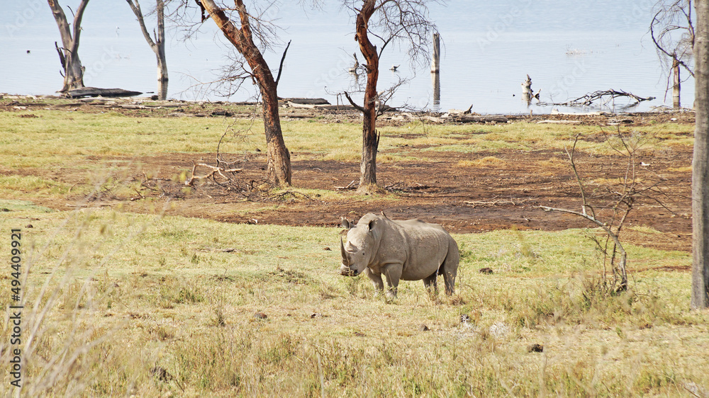 Fototapeta premium White rhino grazes on pasture. A male white rhino grazes in an acacia grove on the shores of Lake Nakuru in Kenya.